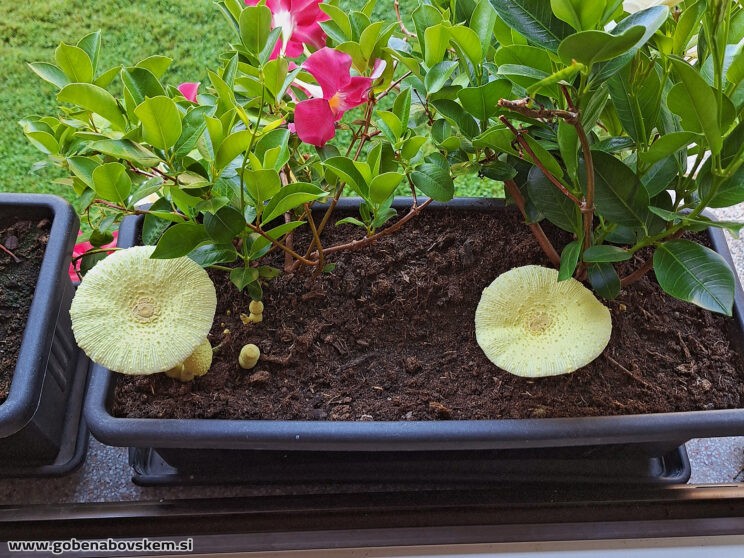 LEUCOCOPRINUS BIRNBAUMII