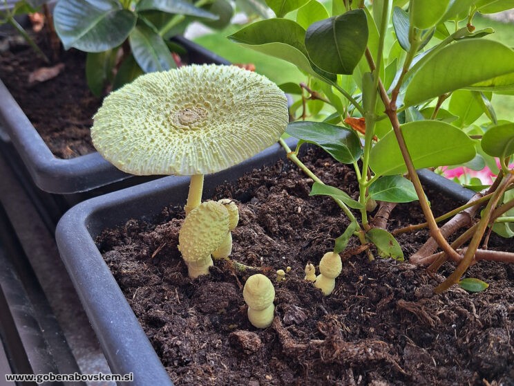 LEUCOCOPRINUS BIRNBAUMII2
