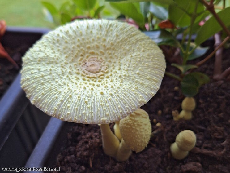 LEUCOCOPRINUS BIRNBAUMII3