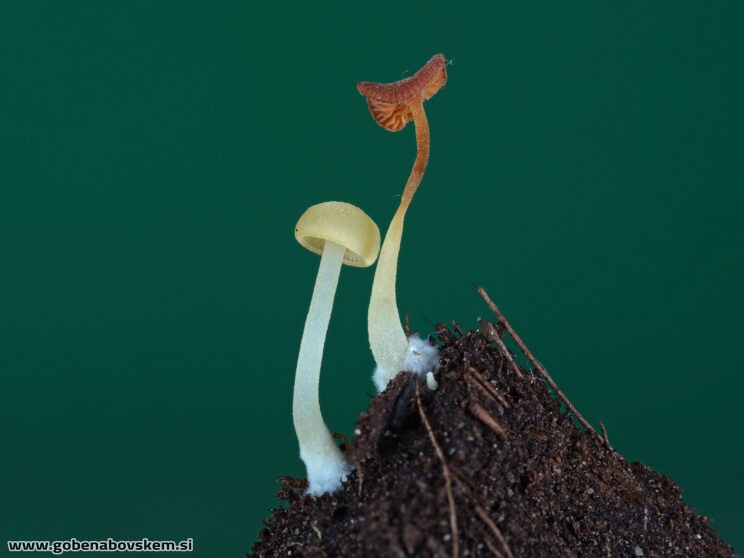 Lactocollybia cf cycadicola (1)