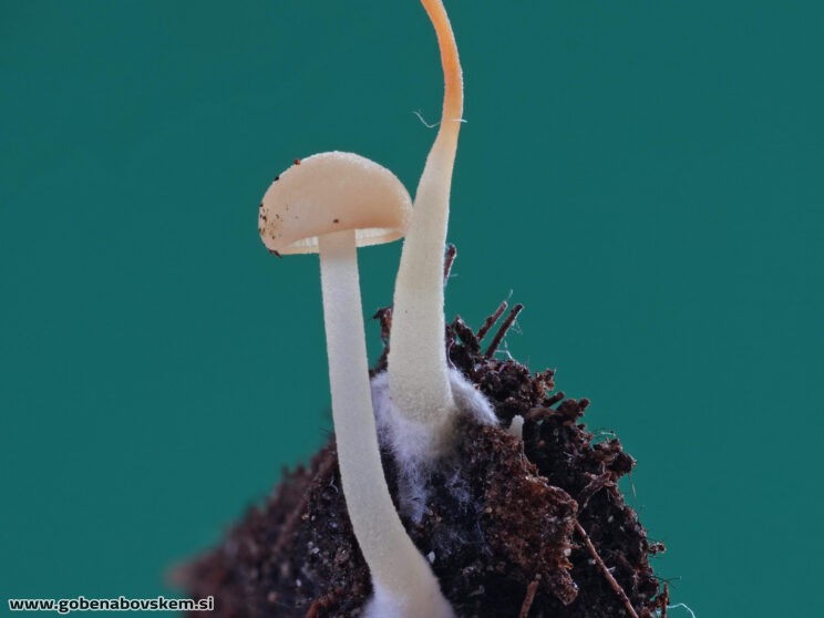 Lactocollybia cf cycadicola (2)