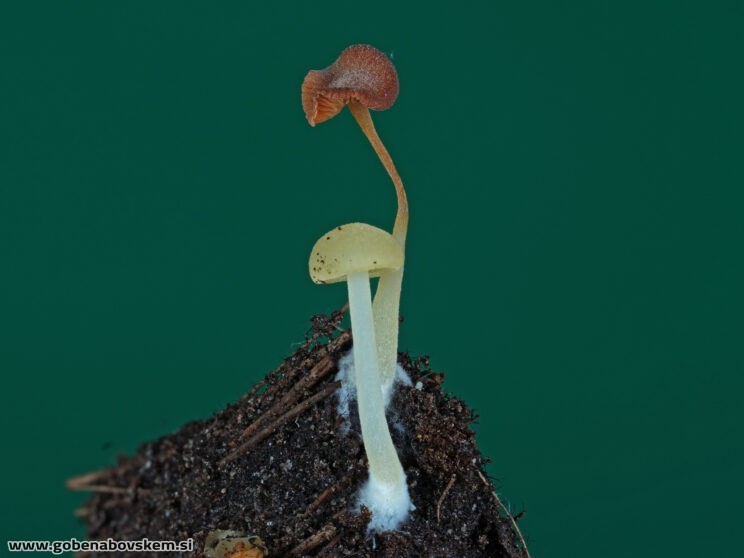 Lactocollybia cf cycadicola (3)