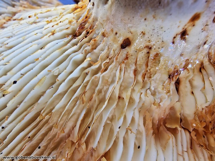 LACTIFFLUS VELEREUS