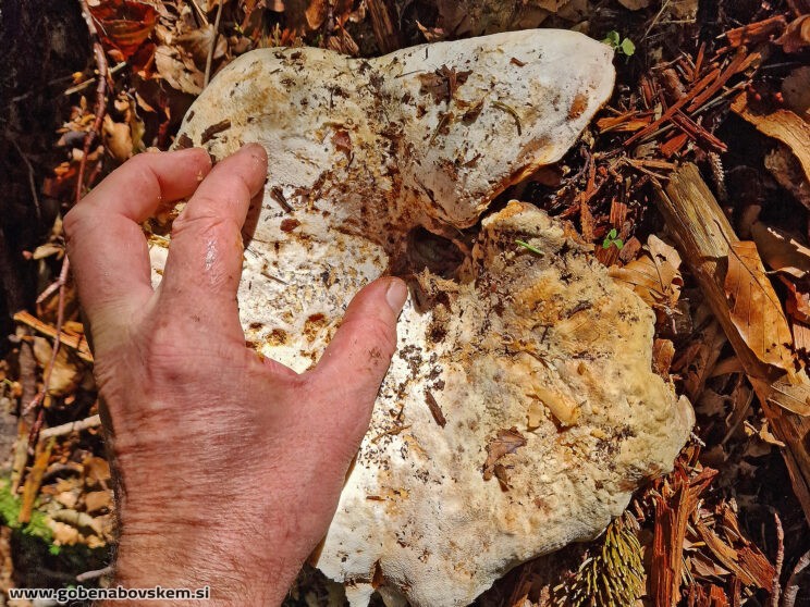 LACTIFFLUS VELEREUS3 – kopija