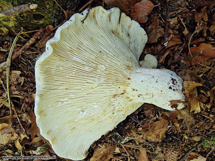 LACTIFFLUS VELEREUS4 – kopija