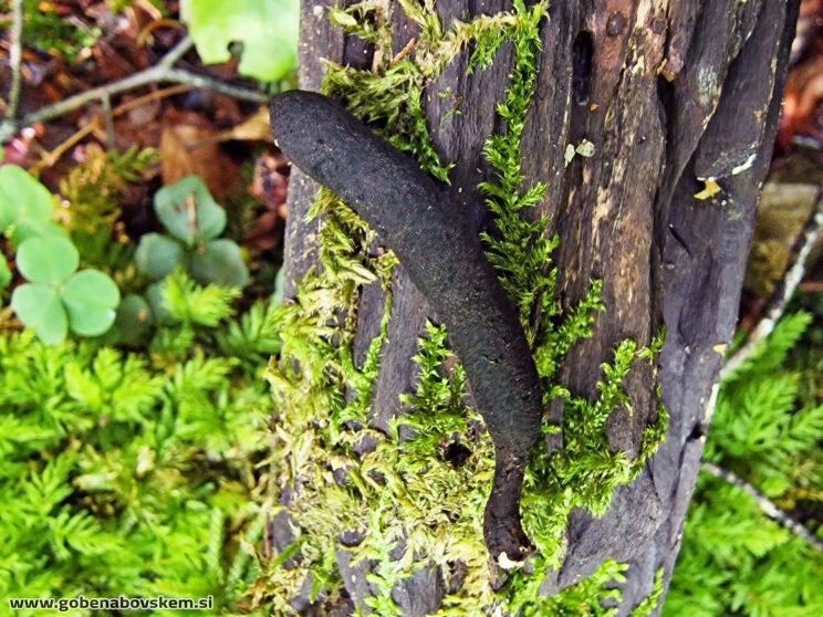 XYLARIA LONGIPES
