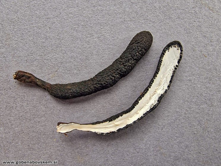 XYLARIA LONGIPES2