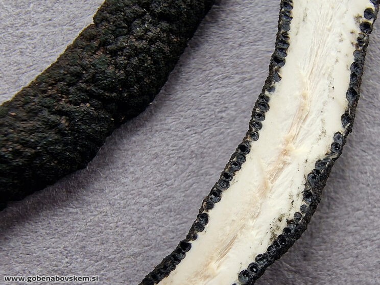 XYLARIA LONGIPES3