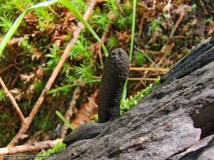 XYLARIA LONGIPES4