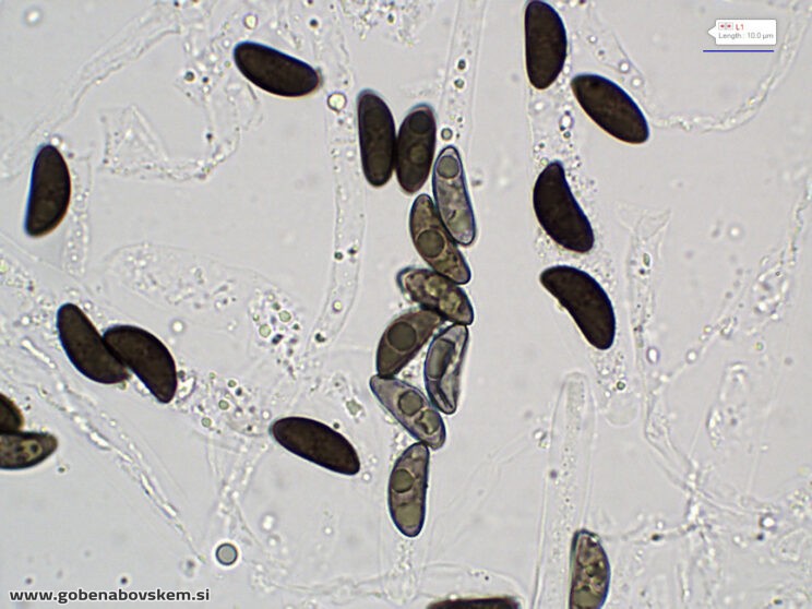 XYLARIA LONGIPES5
