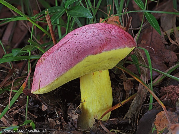 BUTYROBOLETUS REGIUS