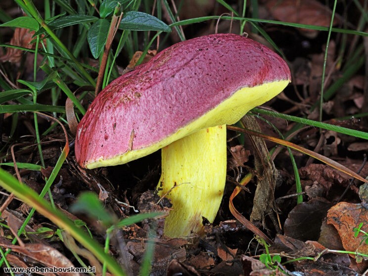 BUTYROBOLETUS REGIUS2