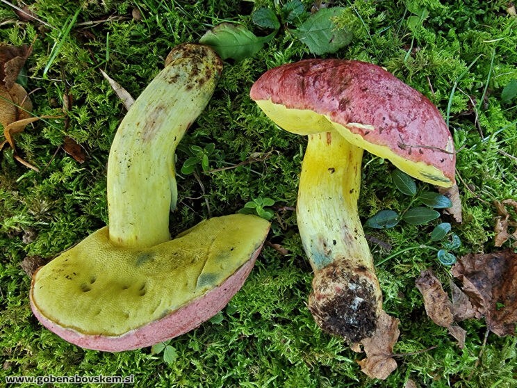 BUTYROBOLETUS REGIUS4