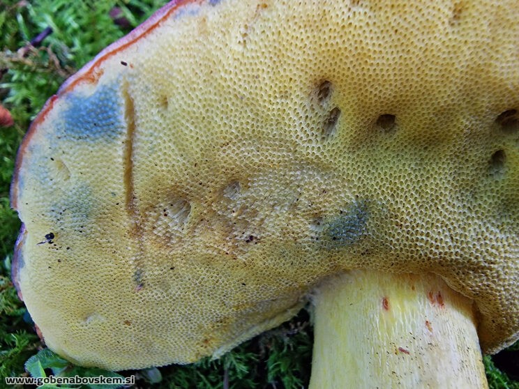 BUTYROBOLETUS REGIUS5