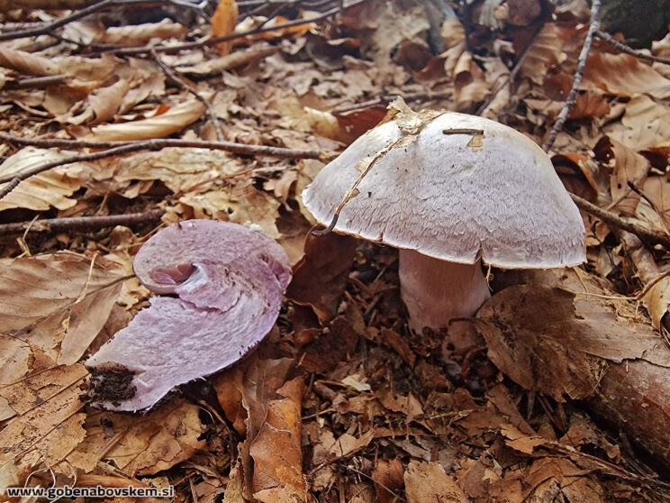 CORTINARIUS CAMPHORATUS