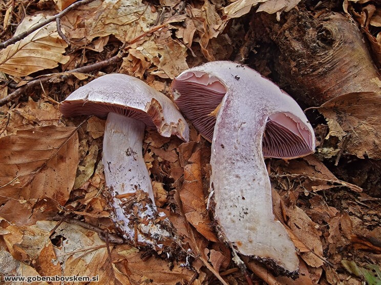 CORTINARIUS CAMPHORATUS2