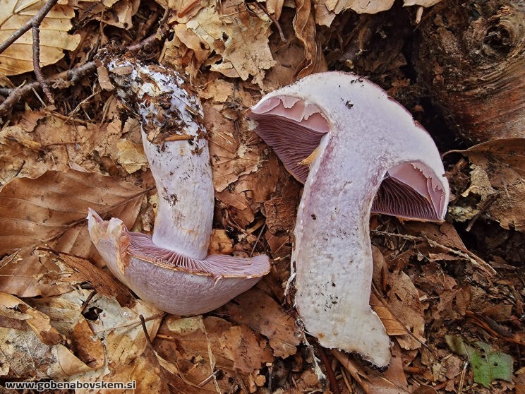CORTINARIUS CAMPHORATUS3