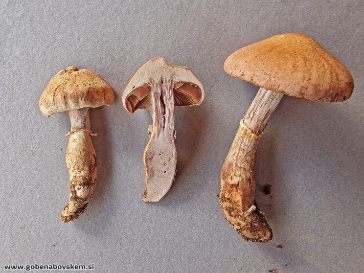 CORTINARIUS TORVUS