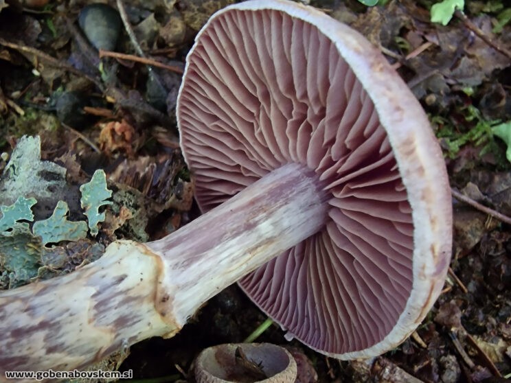 CORTINARIUS TORVUS2
