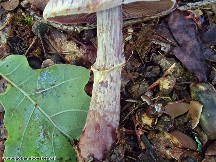 CORTINARIUS TORVUS3