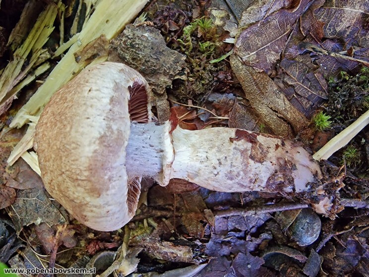 CORTINARIUS TORVUS4