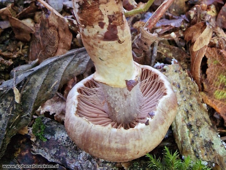 CORTINARIUS TORVUS5