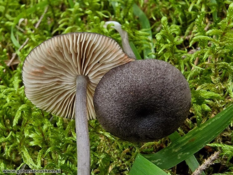ENTOLOMA VIOLACEOSERRULATUM (1)