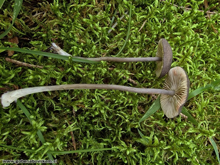 ENTOLOMA VIOLACEOSERRULATUM (2)
