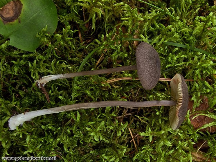 ENTOLOMA VIOLACEOSERRULATUM (3)