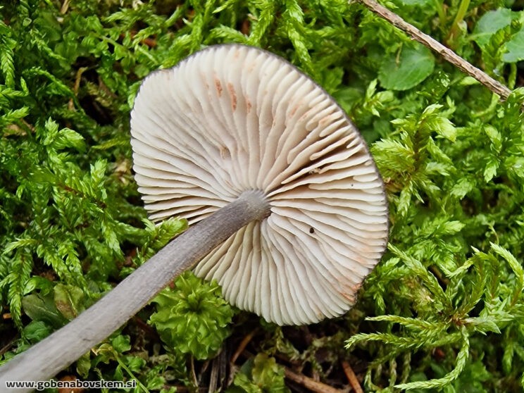 ENTOLOMA VIOLACEOSERRULATUM (4)