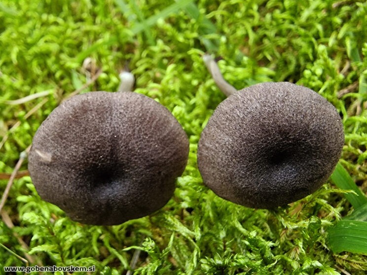 ENTOLOMA VIOLACEOSERRULATUM (5)