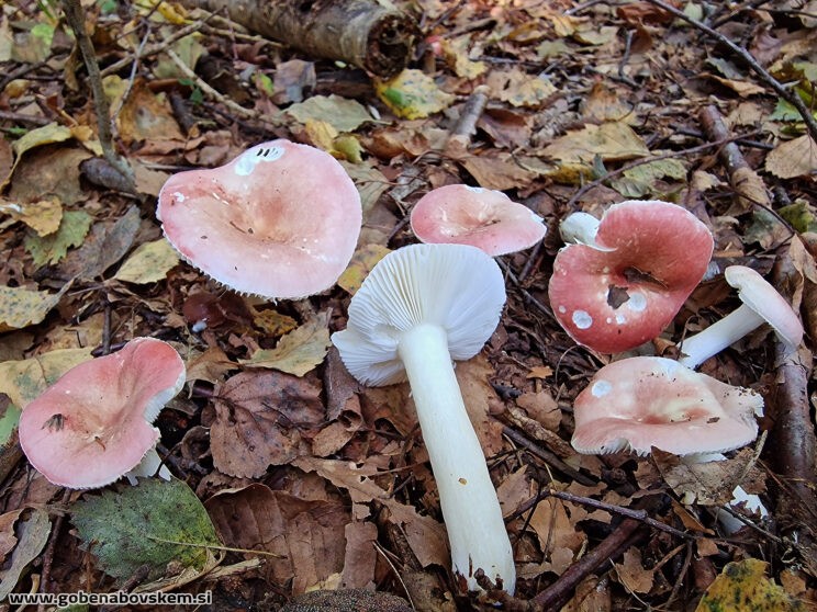 RUSSULA BETULARUM 4
