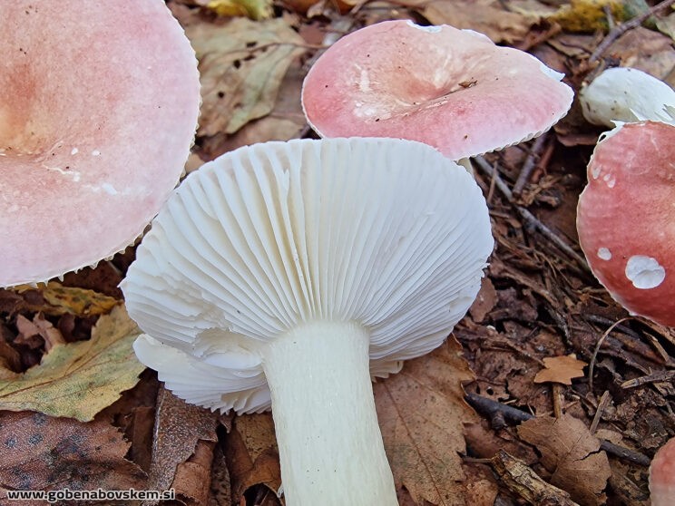 RUSSULA BETULARUM 5