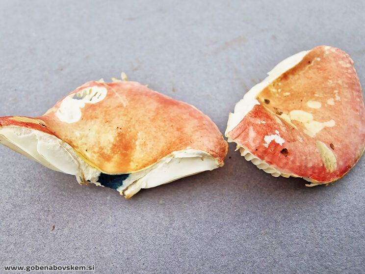 RUSSULA BETULARUM 6