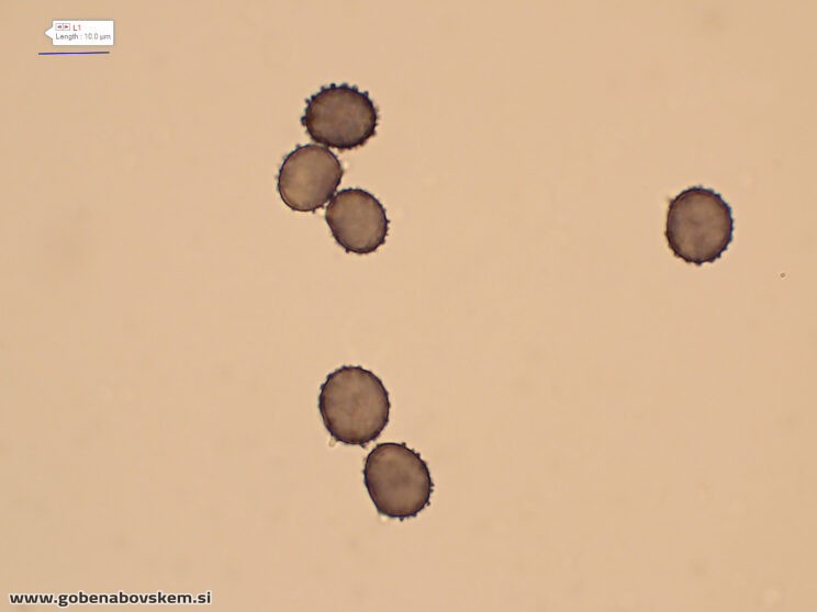 RUSSULA BETULARUM MELTZER2
