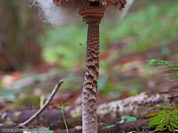 Syzygites megalocarpus