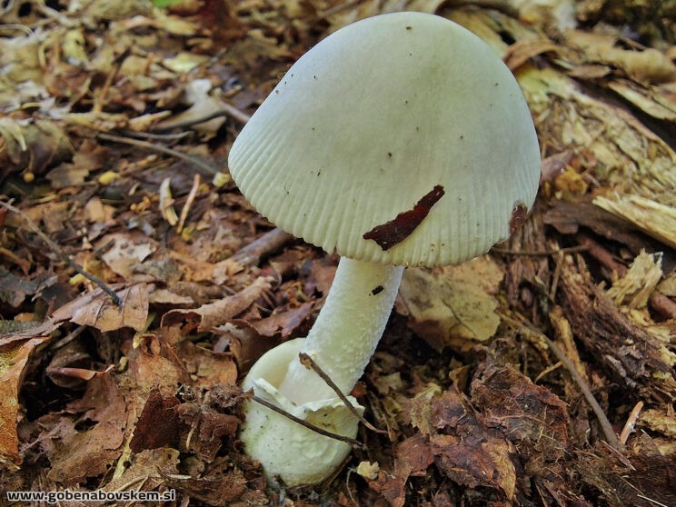 AMANITA HUIJSMANII