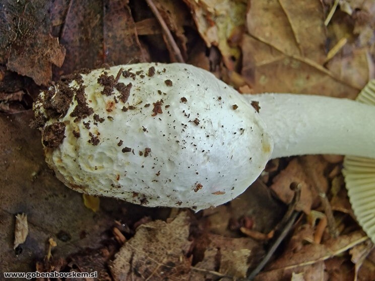 AMANITA HUIJSMANII2