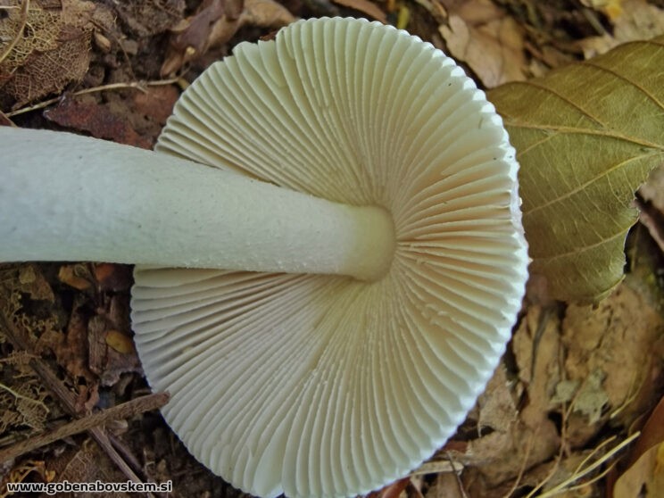 AMANITA HUIJSMANII3