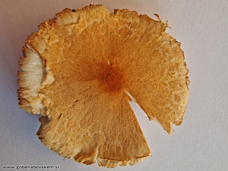 LEPIOTA OREADIFORMI4