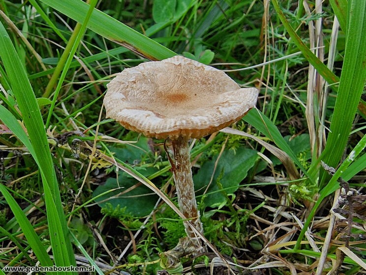 LEPIOTA OREADIFORMI5