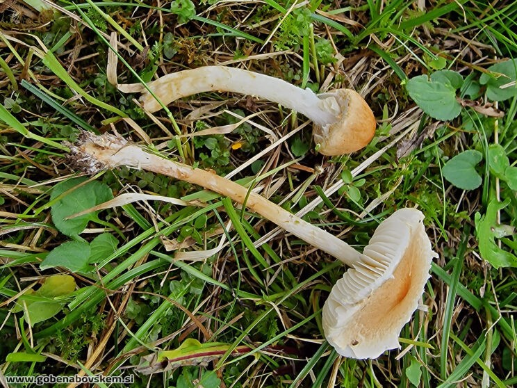 LEPIOTA OREADIFORMIS