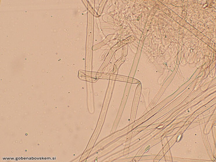LEPIOTA OREADIFORMIS PP2