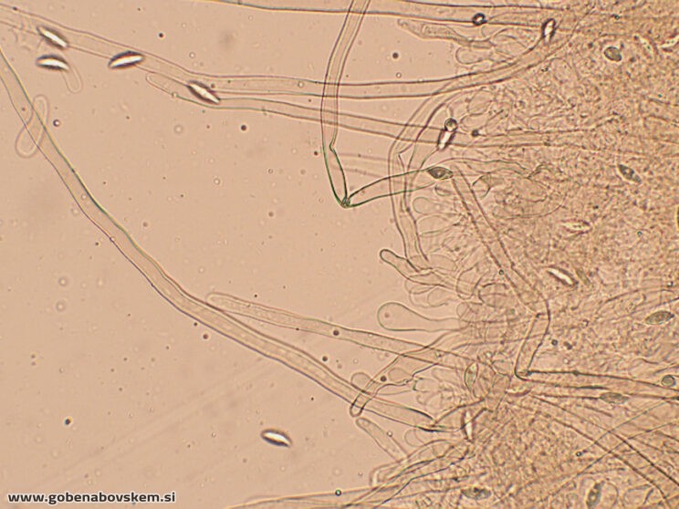LEPIOTA OREADIFORMIS PP3