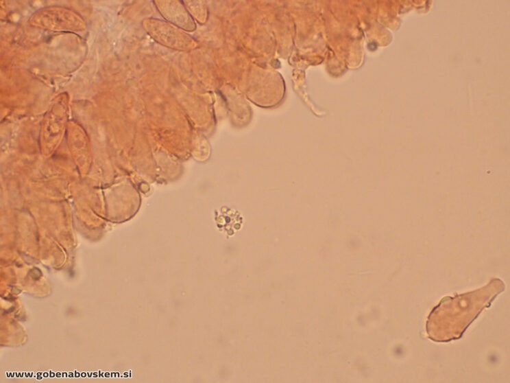 LEPIOTA OREADIFORMIS144