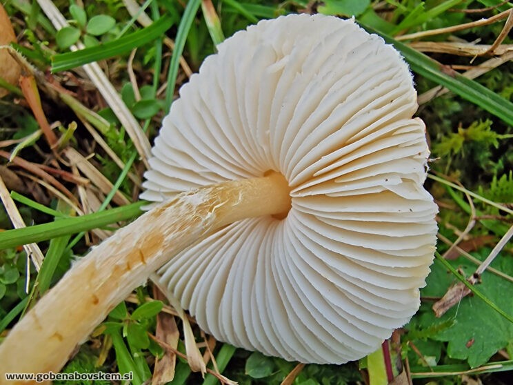 LEPIOTA OREADIFORMIS2