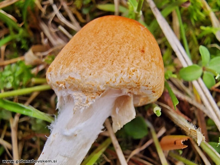 LEPIOTA OREADIFORMIS3