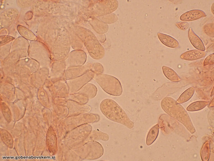 LEPIOTA OREADIFORMIS66