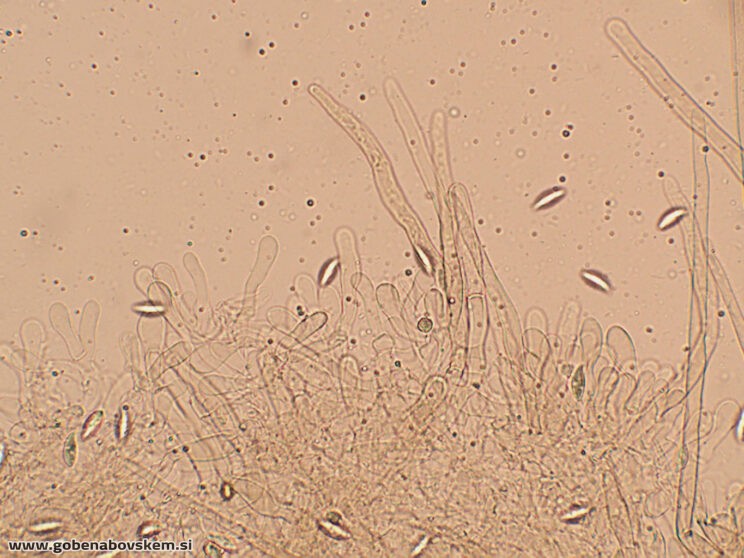 LEPIOTA OREADIFORMIS77