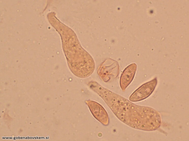 LEPIOTA OREADIFORMIS78